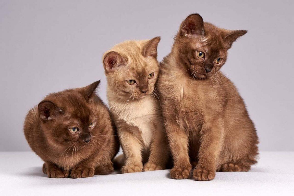 Котешка терапия