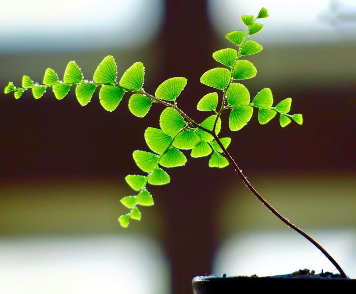 Адиантум, Венерини коси (Maidenhair Fern)