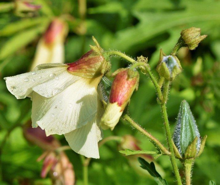 Слез (Mallow)