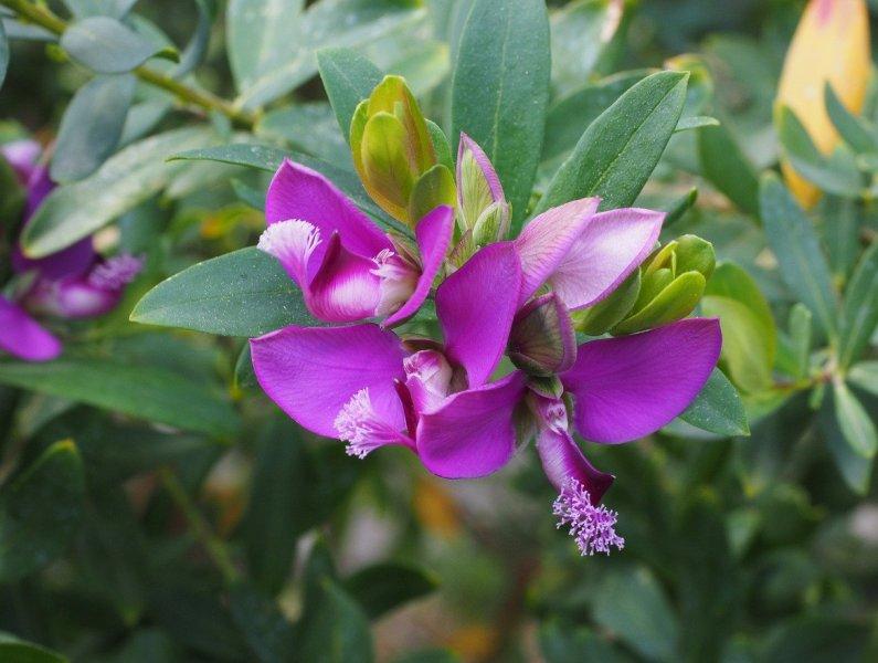 Телчарка (Milkwort)