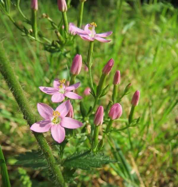 Червен кантарион (Centaury)