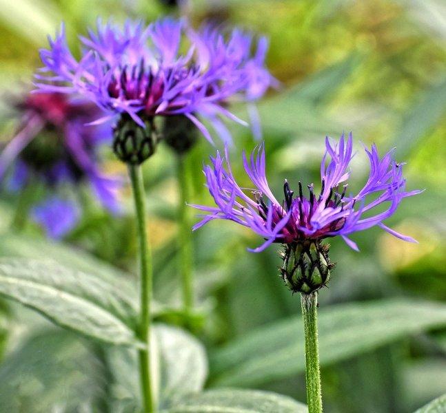 Метличина (Cornflower)
