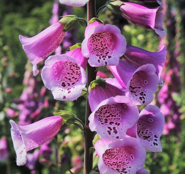 Напръстник (Foxglove)