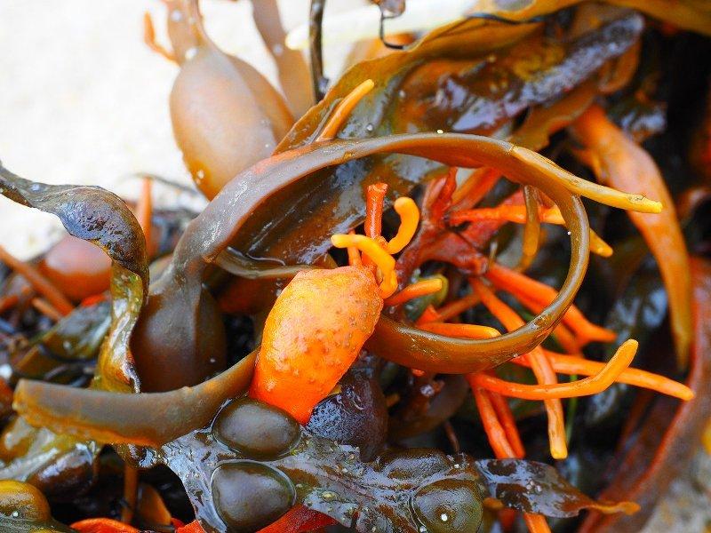Кафяви водорасли (Bladderwrack)