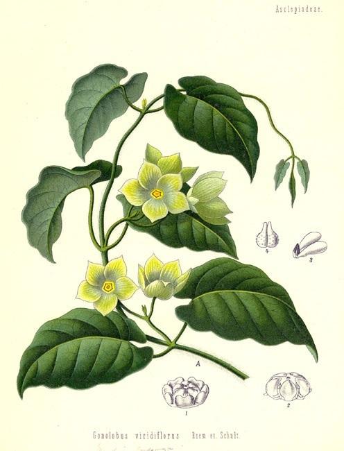 Кондуранго (Condurango)