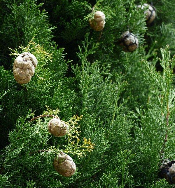 Кипарис (Cypress)