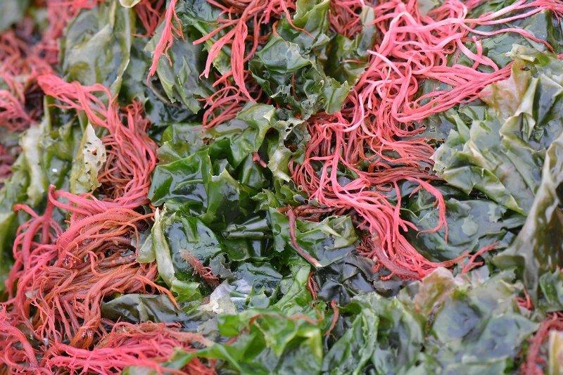 Червени водорасли, „ирландски мъх” (Carrageen)