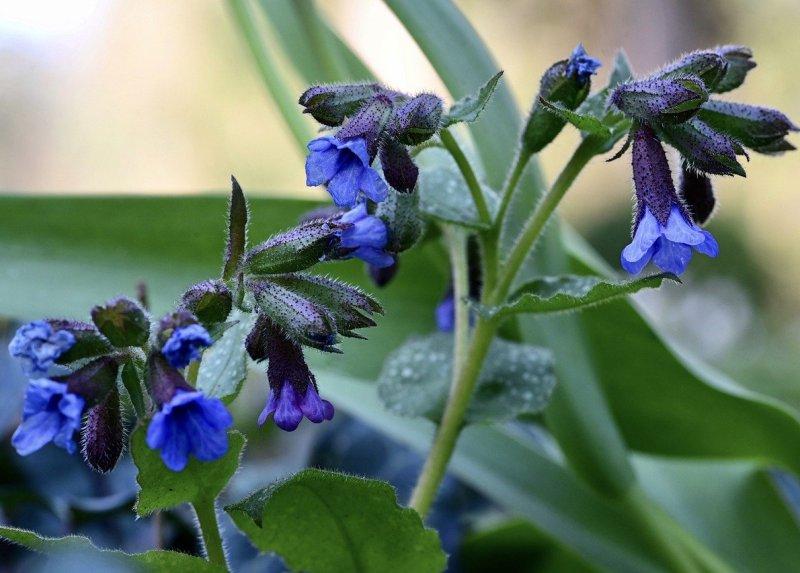 Медуница (Lungwort)