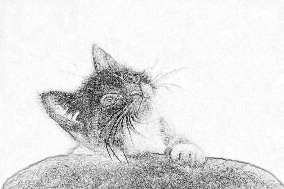 Съновник - котка