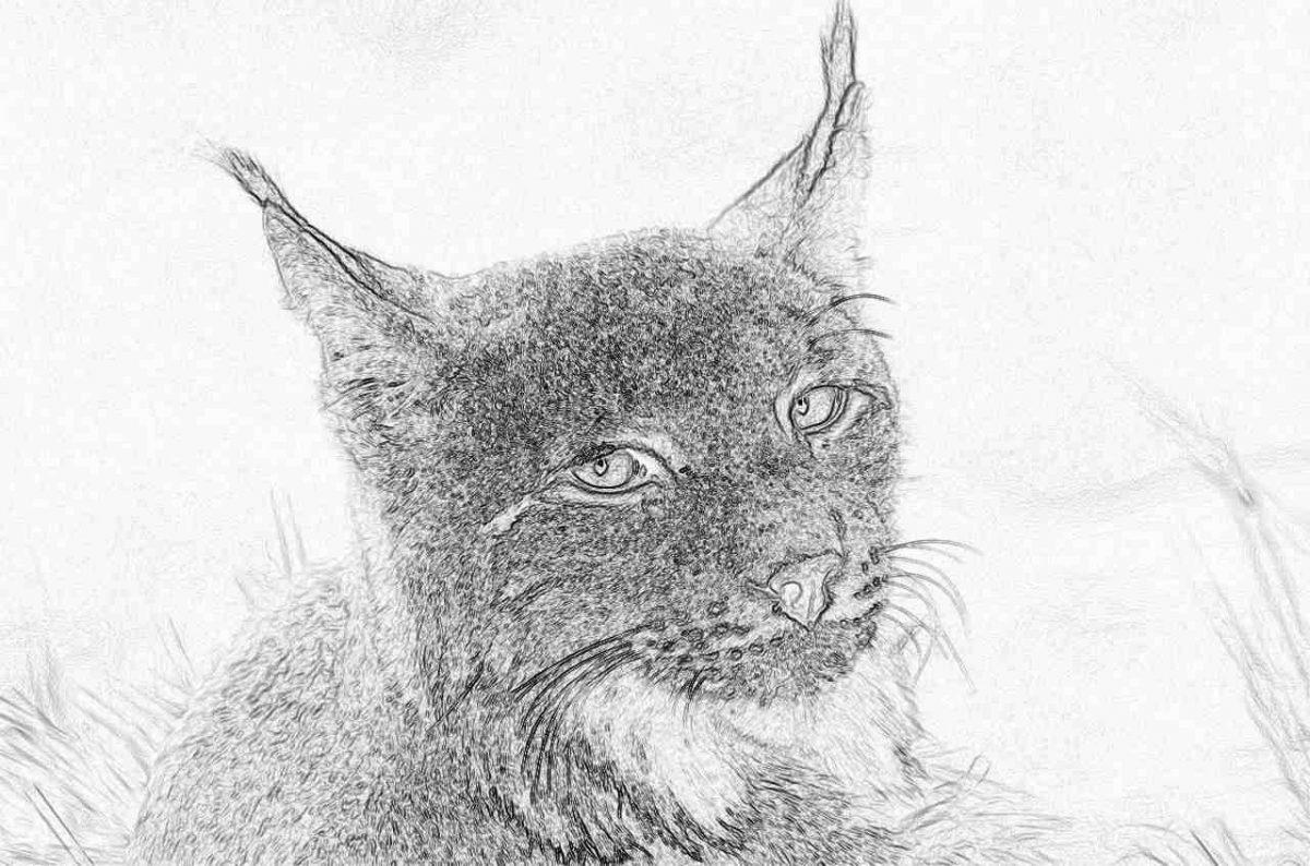 Съновник - рис
