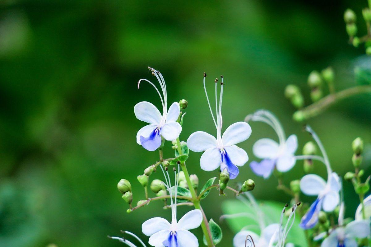 fluor genitalis