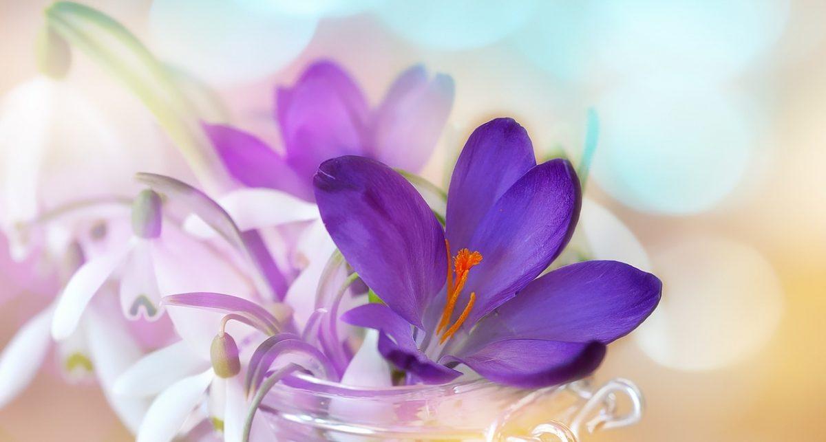 prophylaxis against Candida