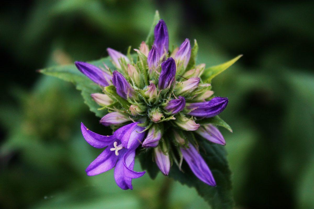 Ureaplasma urealyticum