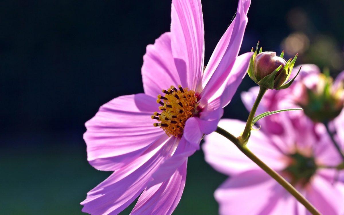 rosacea