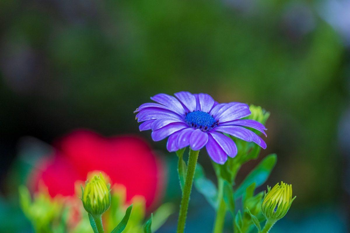 artrose of kneels