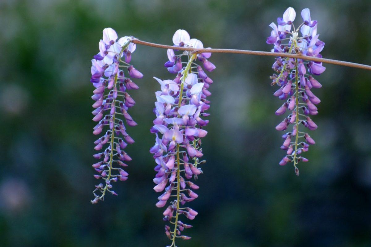 histamine