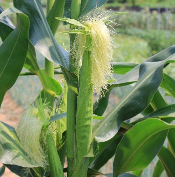 Царевична коса (Corn silk)
