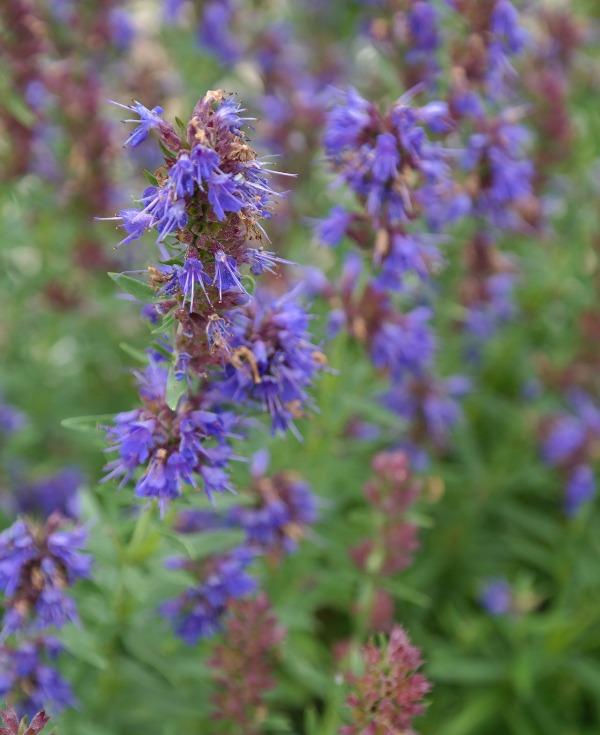 Агастаче (Giant Hyssop)