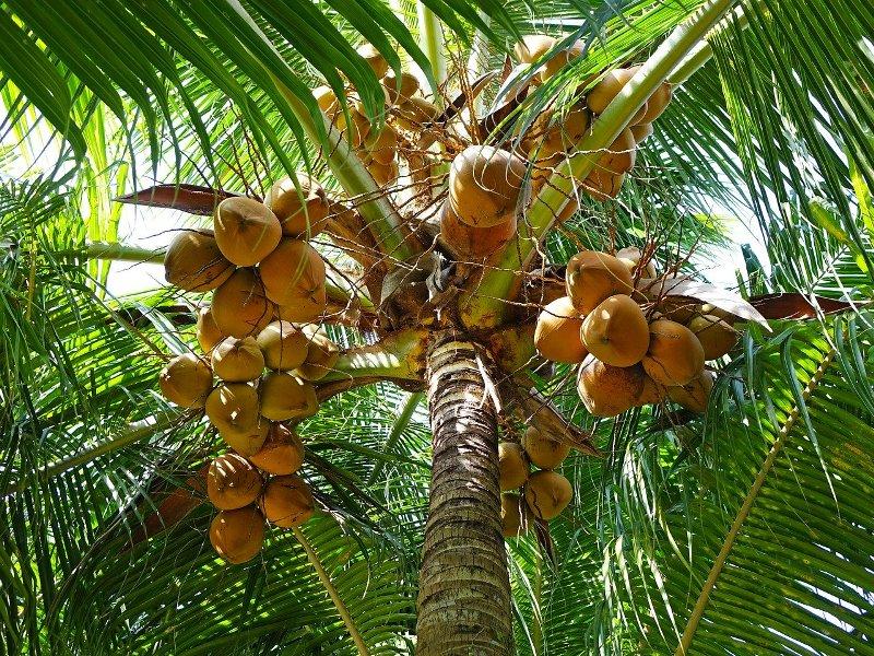 Кокос (Cocos)