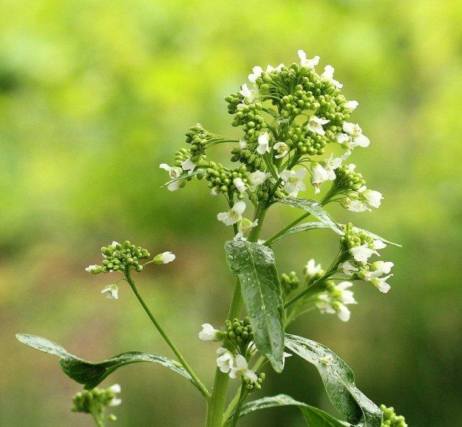 хрян (horseradish)