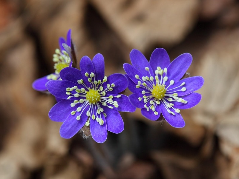 Балансиране на двойката Стомах (Ян) и Далак (Ин)