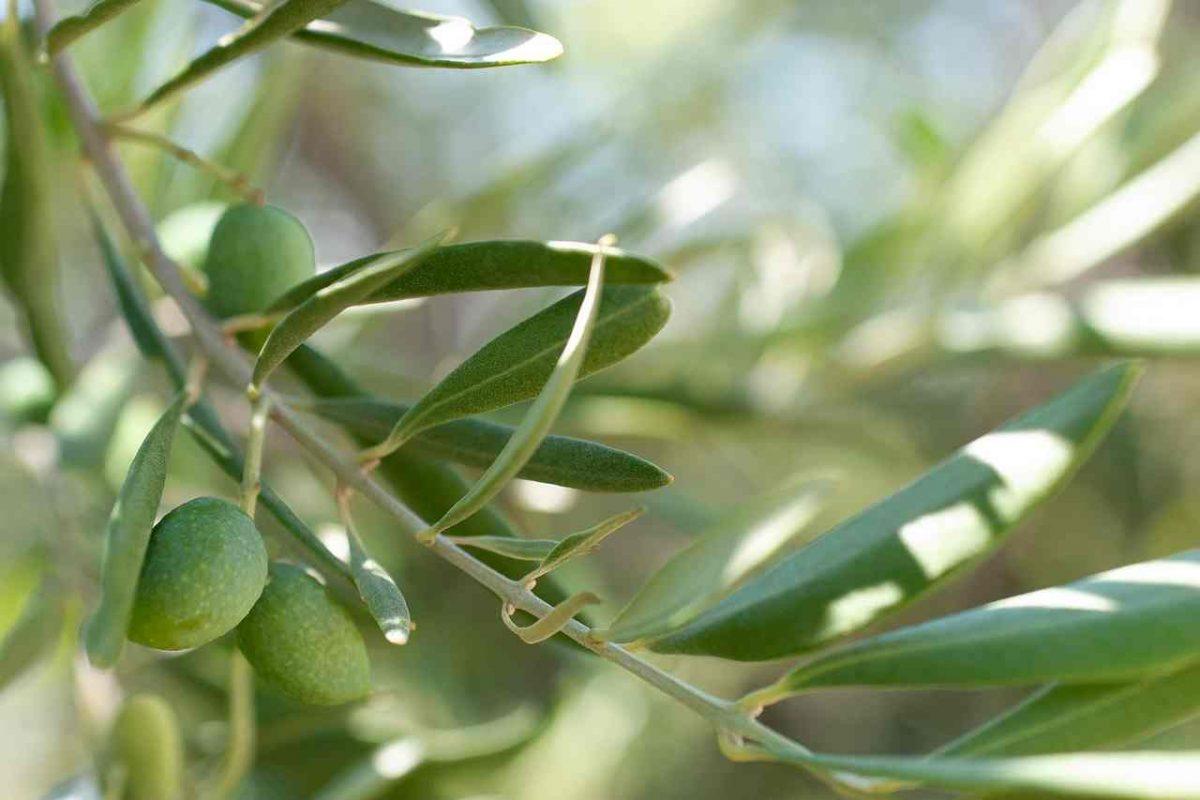 чай от листа на маслини