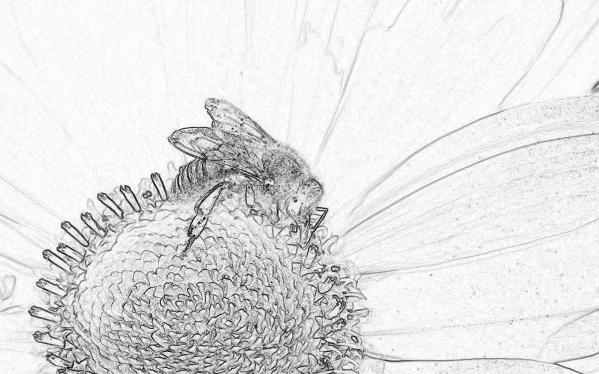 Съновник - пчела