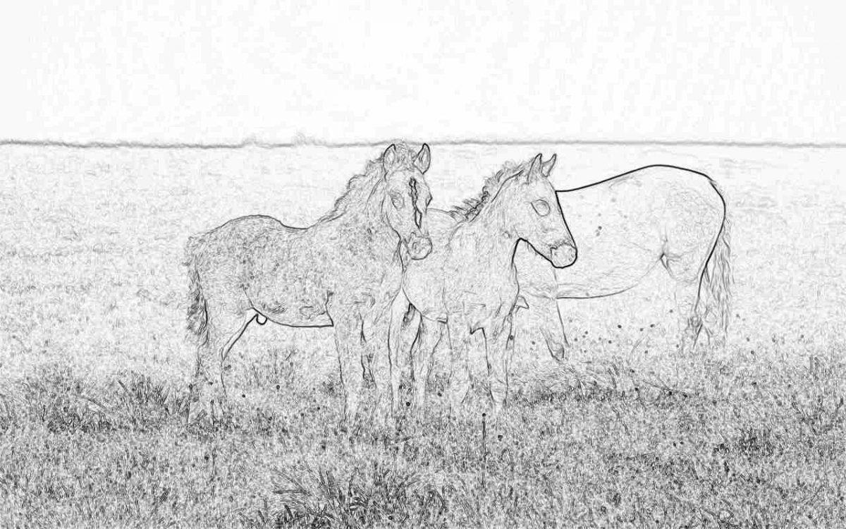 Съновник - табун, стадо с коне