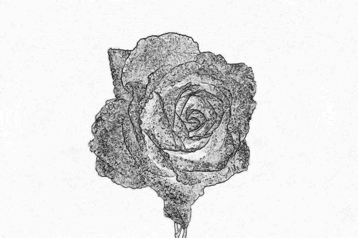 Съновник - роза