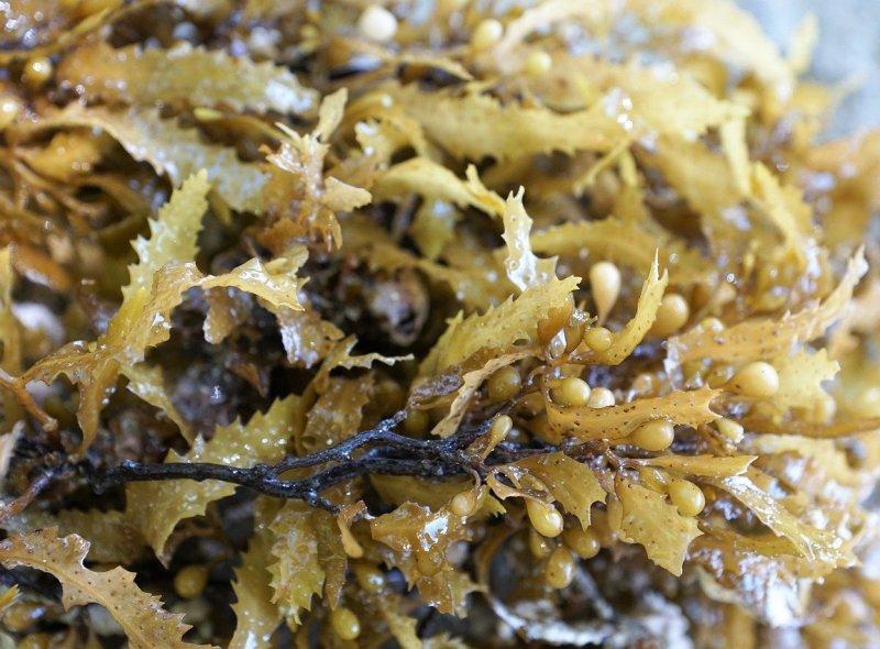 Рецепта с водорасли срещу целулит