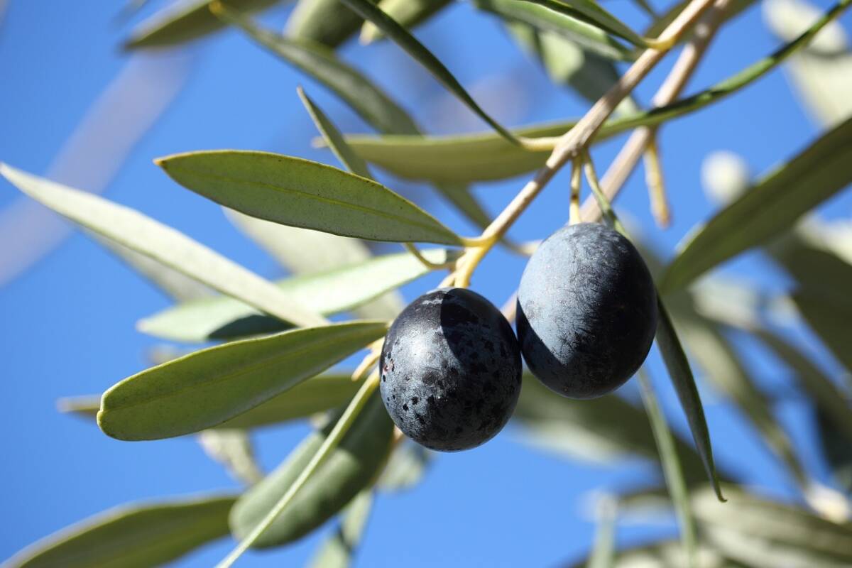 Екстракт от маслинови листа